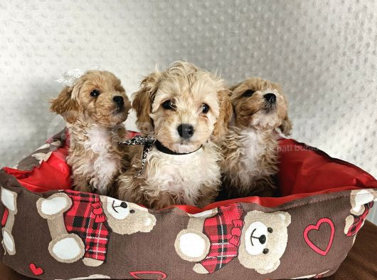 Ev Üretimi Sağlık Garantili Maltipoo Yavrularımız görsel