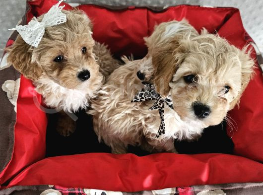 Ev Üretimi Sağlık Garantili Maltipoo Yavrularımız görsel