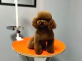 Kore poodle yavruları