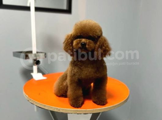 Kore Poodle Yavruları