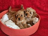 SCRli babadan ev üretimi F3 maltipoo yavrularımız