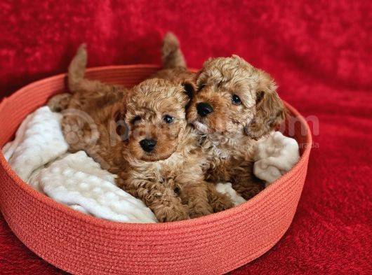 SCRli babadan ev üretimi F3 maltipoo yavrularımız
