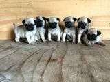 Sevimli Pug Mops Yavrular