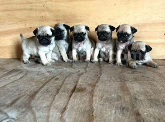 Sevimli Pug Mops Yavrular görsel
