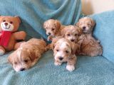 Sıfır Numara Büyümeyen Maltipoo Yavrularımız