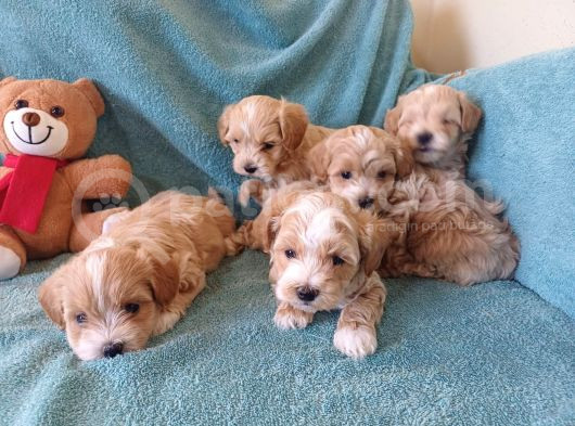 Sıfır Numara Büyümeyen Maltipoo Yavrularımız görsel