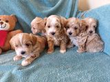 Sıfır Numara Büyümeyen Maltipoo Yavrularımız