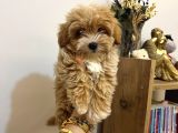 Sıfır Numara Büyümeyen Maltipoo Yavrularımız