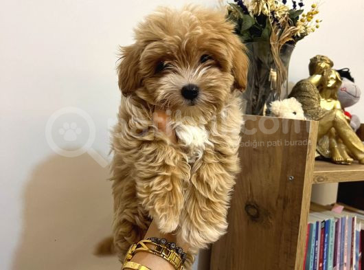Sıfır Numara Büyümeyen Maltipoo Yavrularımız