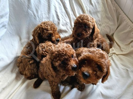 Ev Ortamından Red Toy Poodle Yavrular görsel