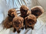 Ev Ortamından Red Toy Poodle Yavrular