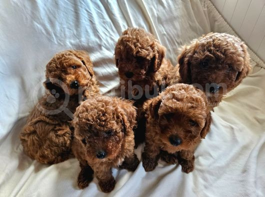 Ev Ortamından Red Toy Poodle Yavrular görsel