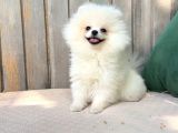 Teacup Üst Kalite Gülen Surat Pomeranian Boo Yavrularımız