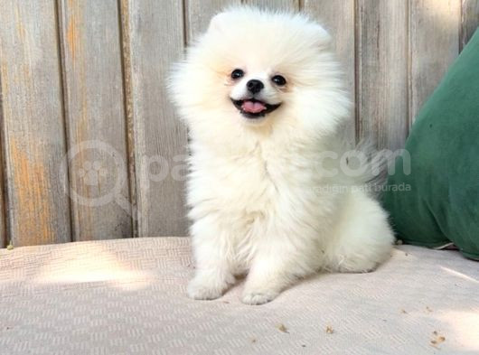 Teacup Üst Kalite Gülen Surat Pomeranian Boo Yavrularımız görsel