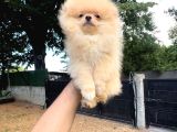 Teacup Üst Kalite Gülen Surat Pomeranian Boo Yavrularımız