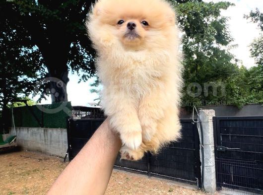 Teacup Üst Kalite Gülen Surat Pomeranian Boo Yavrularımız görsel