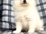 Teacup Üst Kalite Gülen Surat Pomeranian Boo Yavrularımız