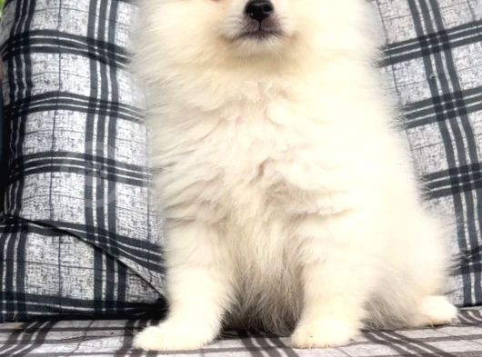 Teacup Üst Kalite Gülen Surat Pomeranian Boo Yavrularımız görsel