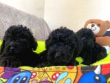 Dizayn Irk Büyümeyen Black Toy Poodle Yavrular
