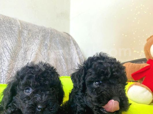 Dizayn Irk Büyümeyen Black Toy Poodle Yavrular görsel
