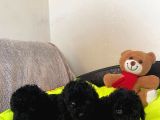 Dizayn Irk Büyümeyen Black Toy Poodle Yavrular