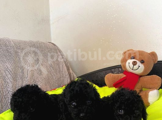 Dizayn Irk Büyümeyen Black Toy Poodle Yavrular görsel