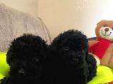 Dizayn Irk Büyümeyen Black Toy Poodle Yavrular