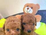 Toy Poodle Büyümeyen Safkan Yavrularımız