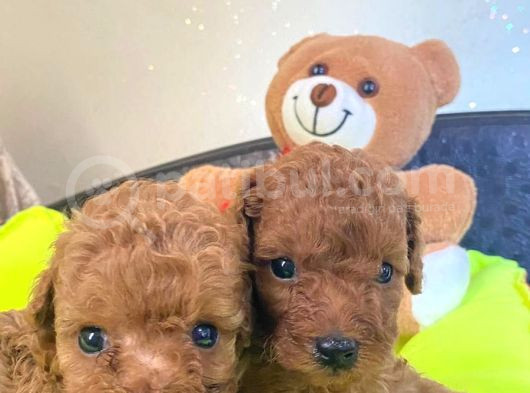 Toy Poodle Büyümeyen Safkan Yavrularımız görsel