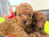 Toy Poodle Büyümeyen Safkan Yavrularımız