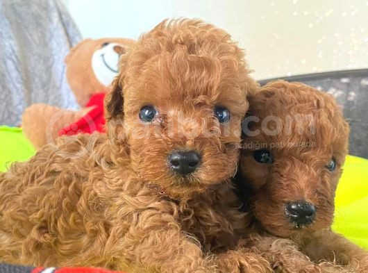 Toy Poodle Büyümeyen Safkan Yavrularımız görsel