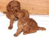 Toy Poodle Büyümeyen Safkan Yavrularımız