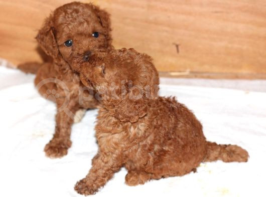 Toy Poodle Büyümeyen Safkan Yavrularımız görsel