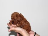 Toy Poodle Büyümeyen Safkan Yavrularımız