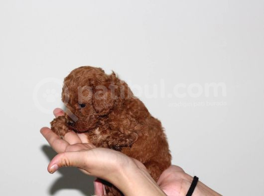 Toy Poodle Büyümeyen Safkan Yavrularımız
