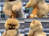 Teacup Üst Kalite Gülen Surat Pomeranian Boo Yavrularımız