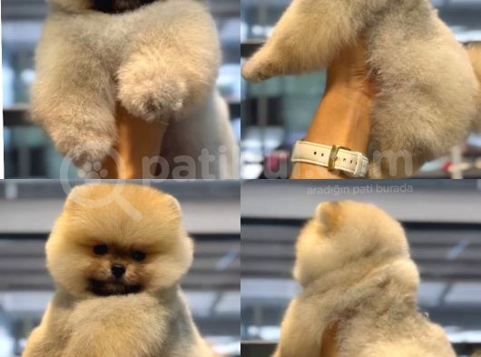 Teacup Üst Kalite Gülen Surat Pomeranian Boo Yavrularımız görsel