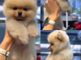 Teacup Üst Kalite Gülen Surat Pomeranian Boo Yavrularımız