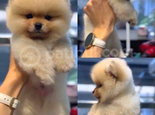 Teacup Üst Kalite Gülen Surat Pomeranian Boo Yavrularımız