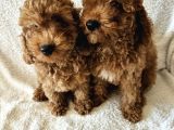 Ev Ortamından Red Toy Poodle Yavrular