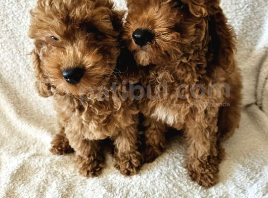 Ev Ortamından Red Toy Poodle Yavrular