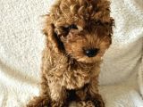 Ev Ortamından Red Toy Poodle Yavrular