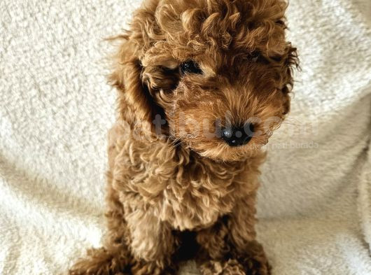 Ev Ortamından Red Toy Poodle Yavrular görsel