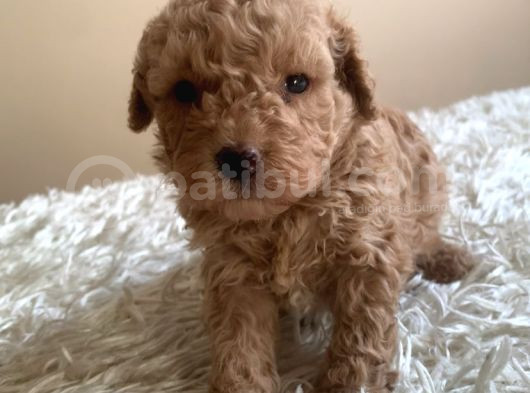 Toy Poodle Yavruları görsel