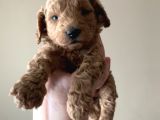 Toy poodle yavruları