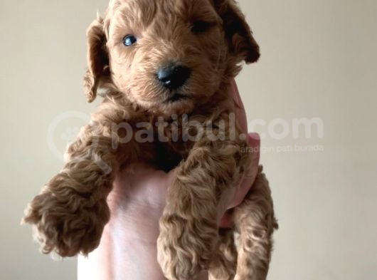 Toy Poodle Yavruları