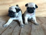 Sevimli pug MOPS yavrular
