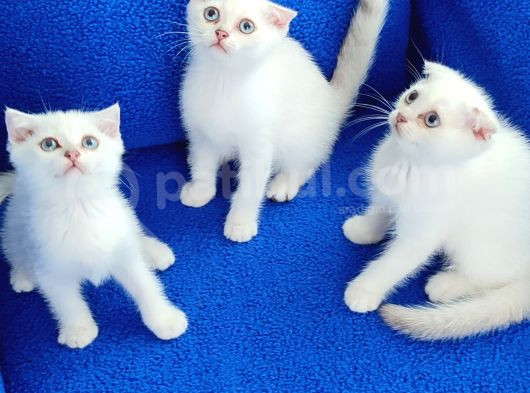 Scohti̇sh Fold Yavrular Tesli̇me Hazirdir