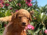 Toy Poodle Yavruları