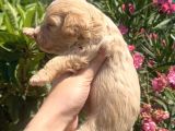 2 Aylık Maltipoo Yavruları